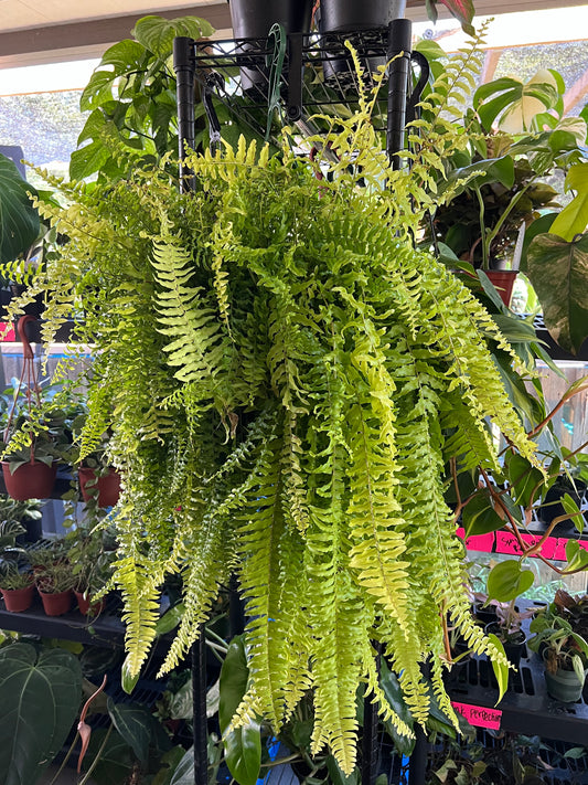 10” Rita’s Golden Fern