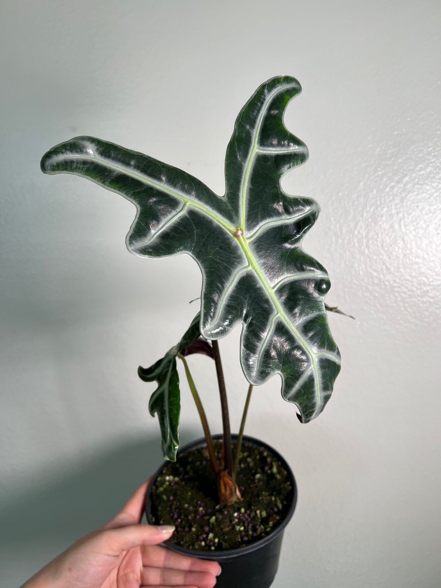 6” Alocasia Amazonica