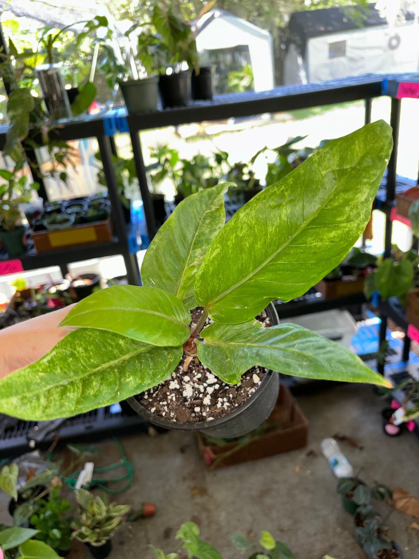 6” Variegated Anthurium Renaissance (B)