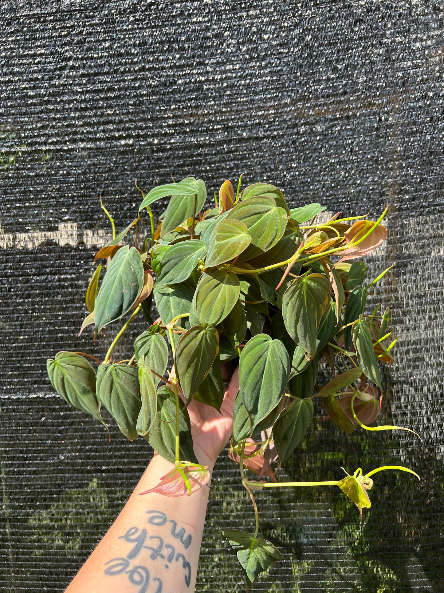 6” Philodendron Micans