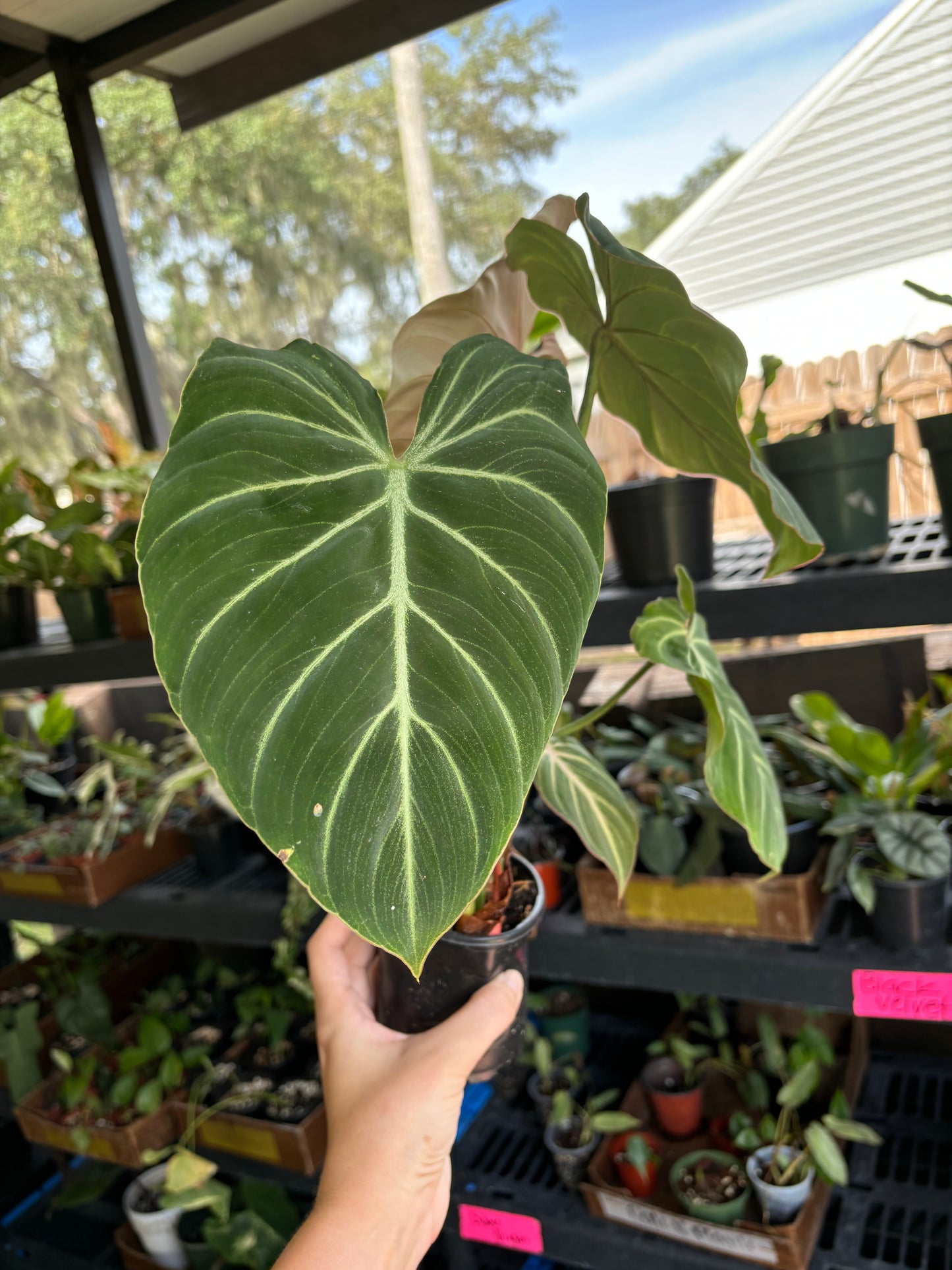 4” Philodendron Gloriosum Zebra