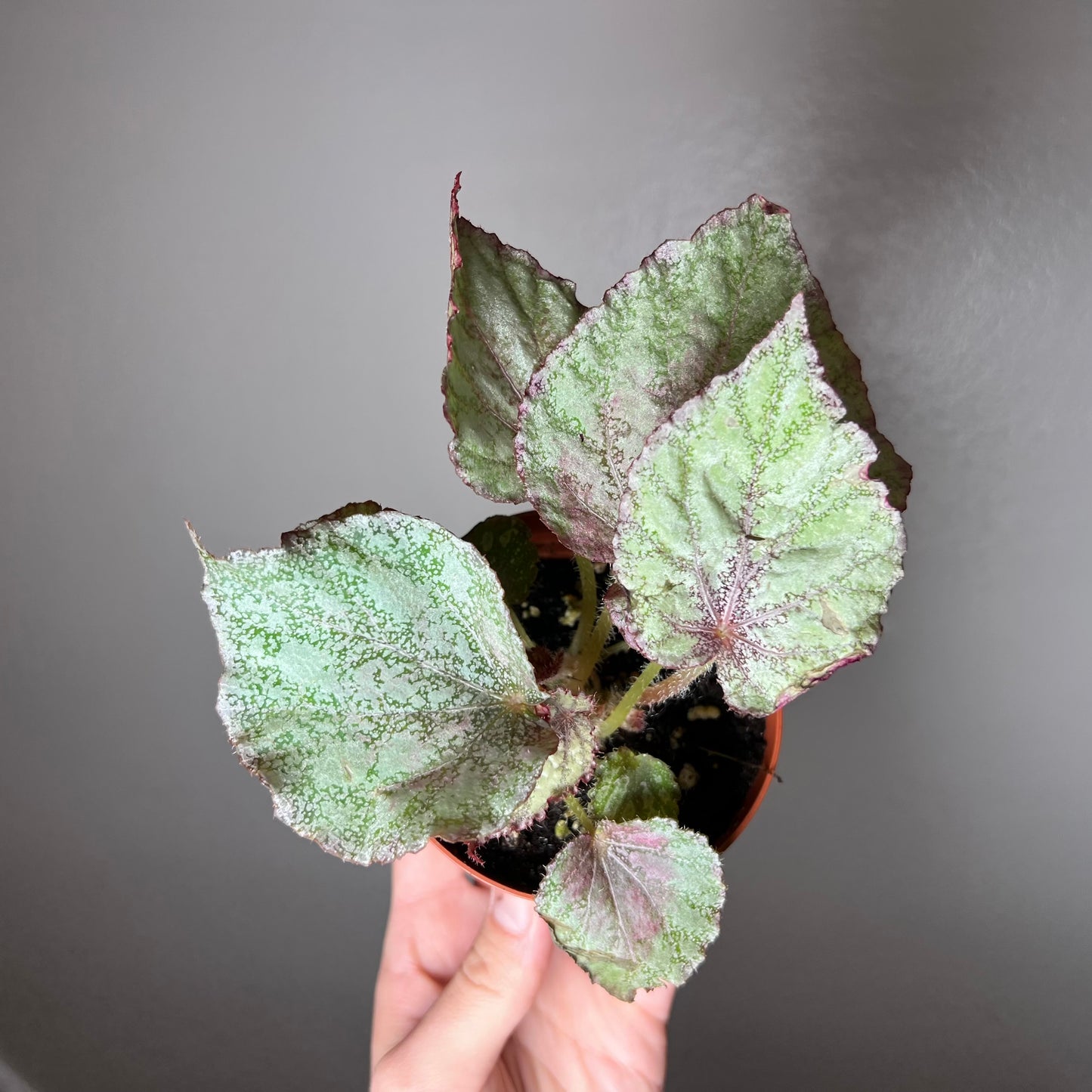 4” Begonia ‘Harmony’s Peace’