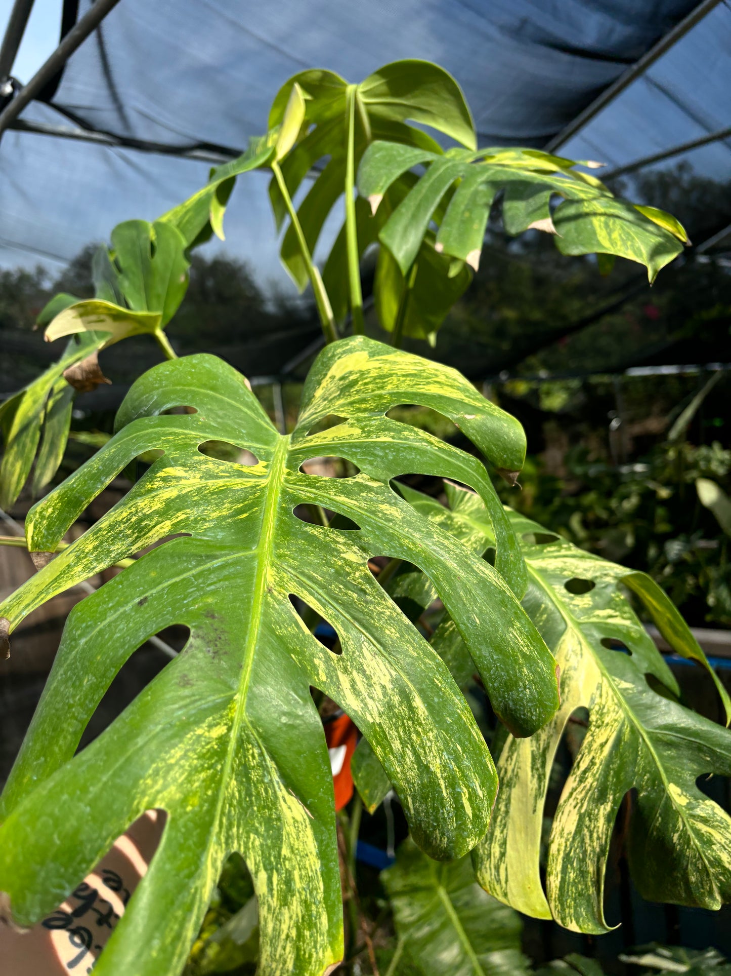 6” Monstera Aurea