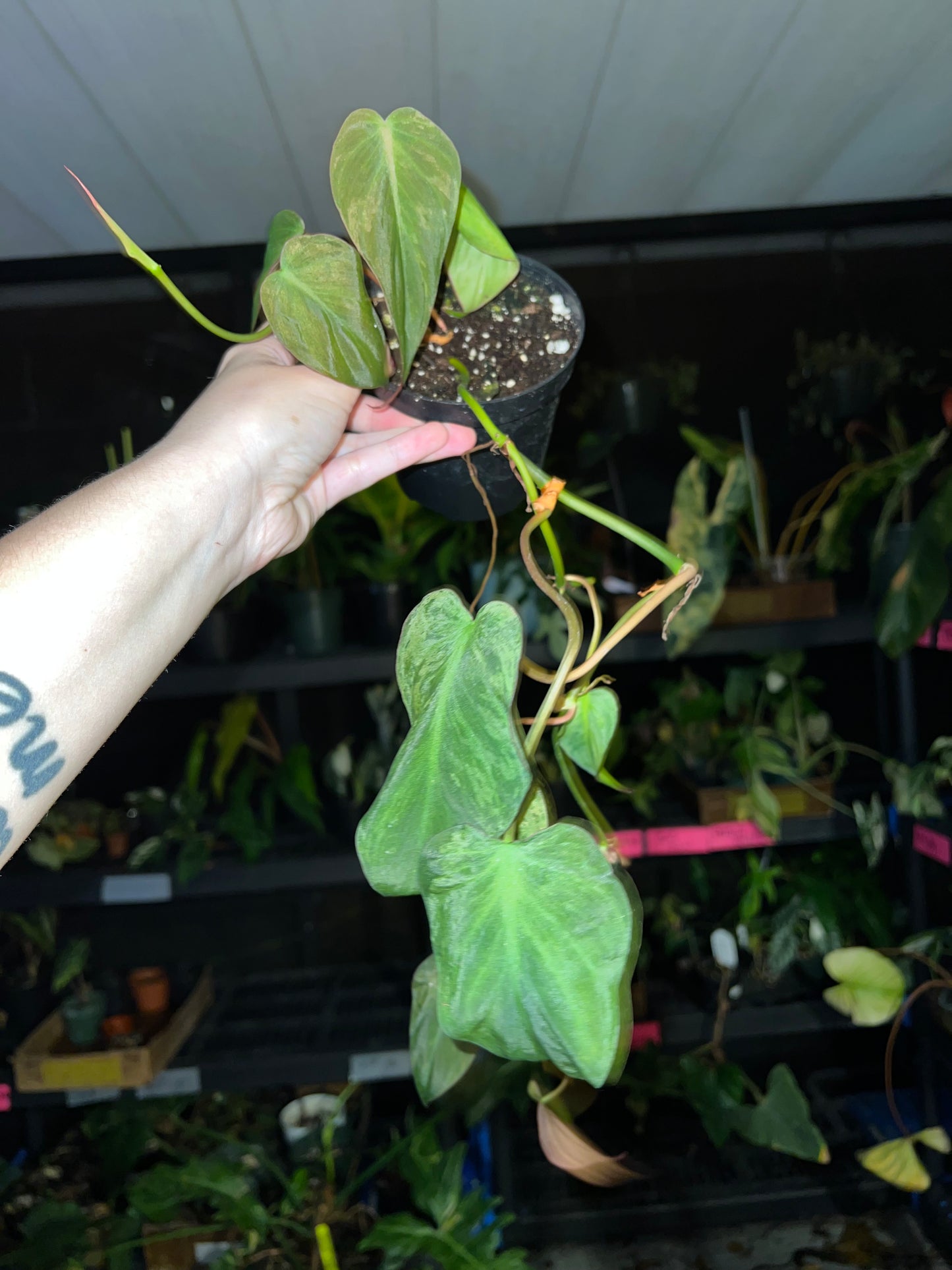 4” Philodendron Micans Mint