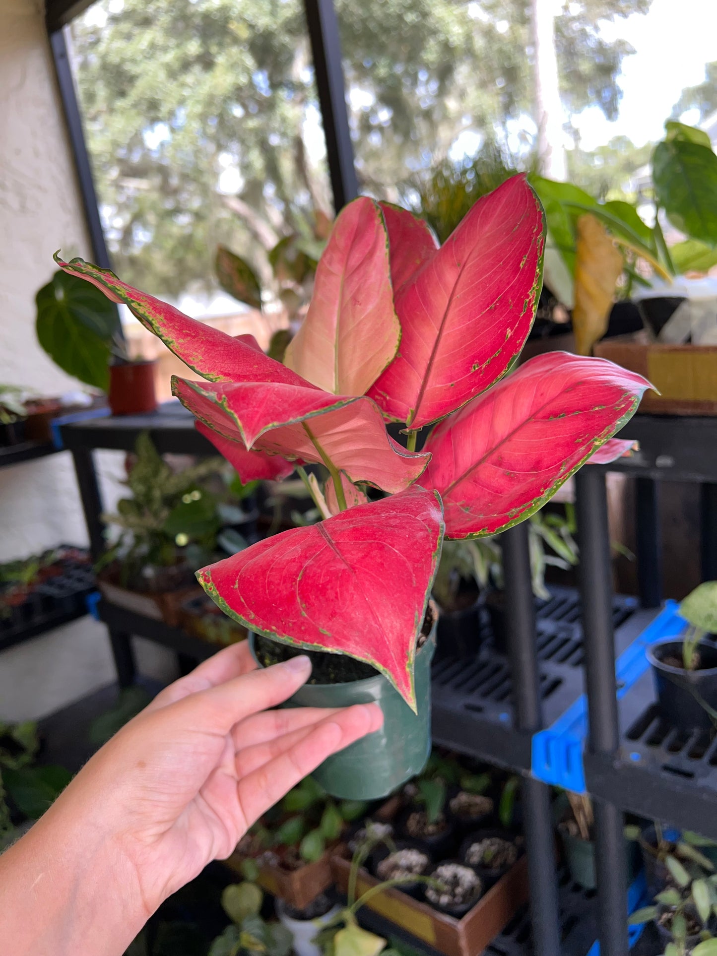 4” Aglaonema Super Red