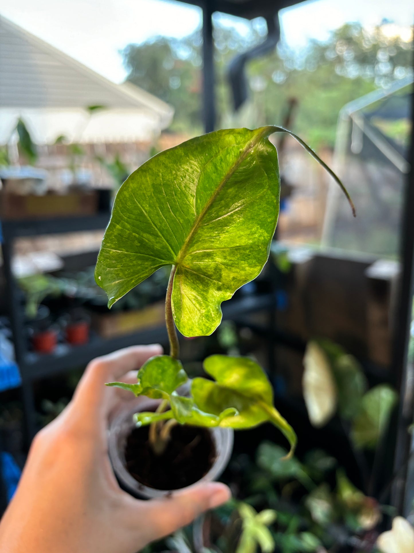 3” Variegated Alocasia Stingray