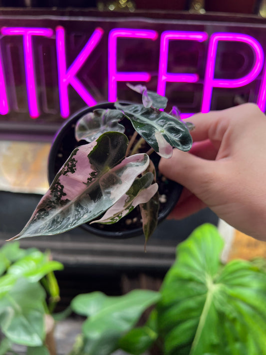 4” Alocasia Bambino Pink