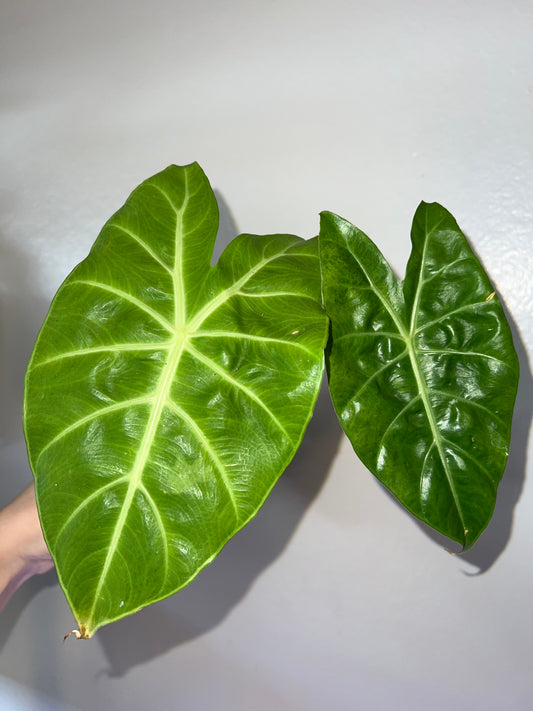 4” Alocasia Black Satun