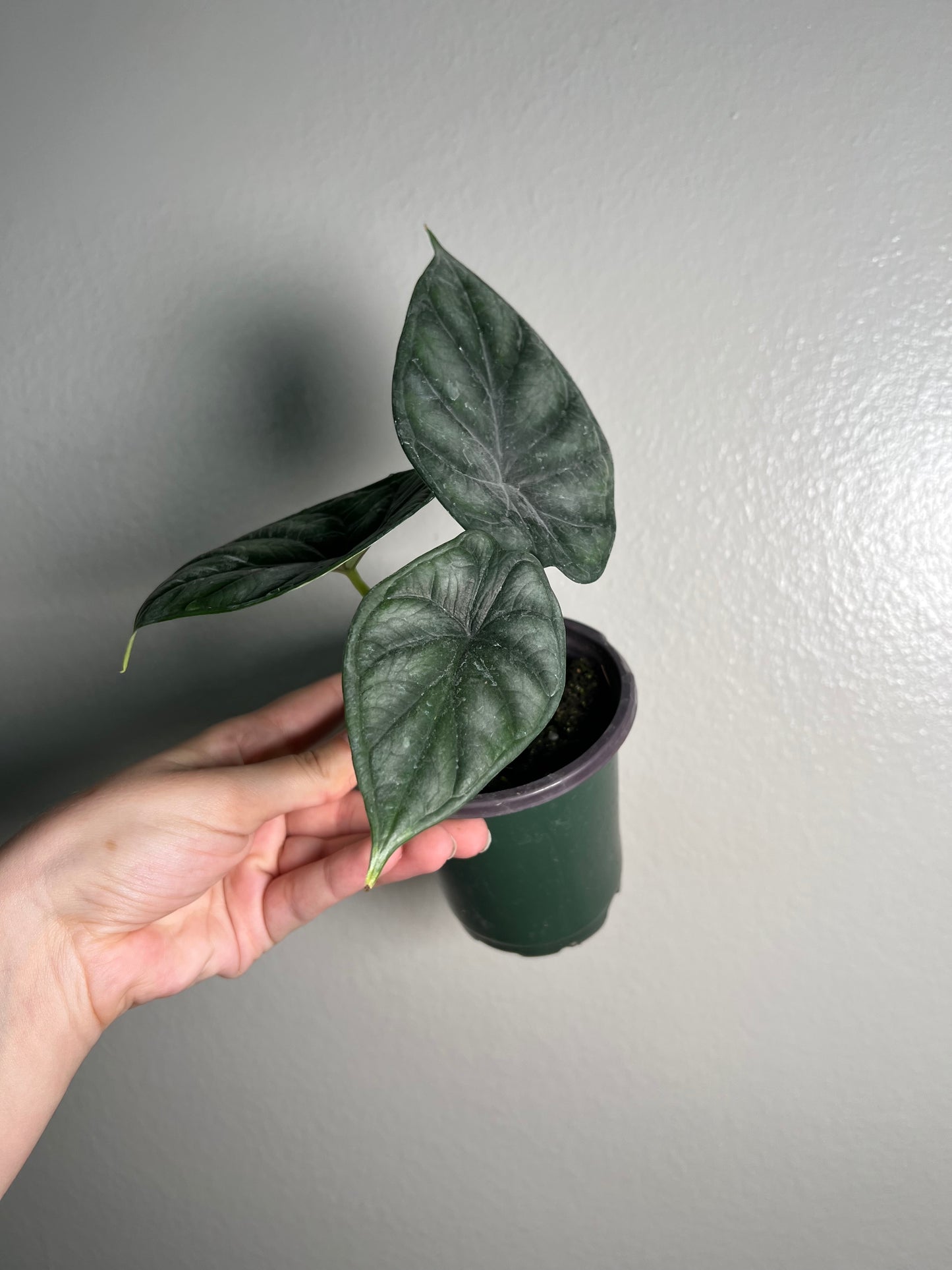 4” Alocasia Dragon Scale