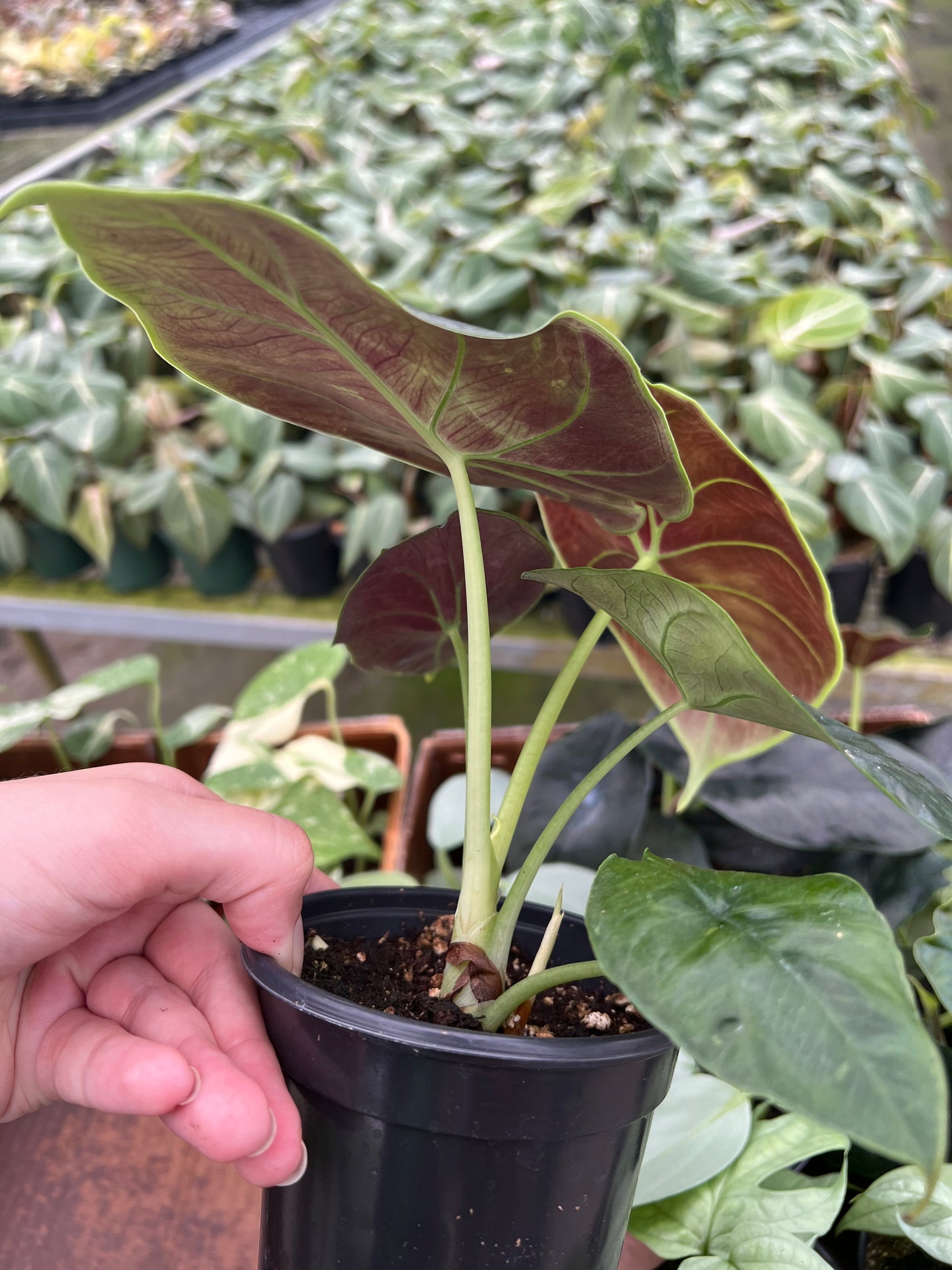 4” Alocasia Green Unicorn