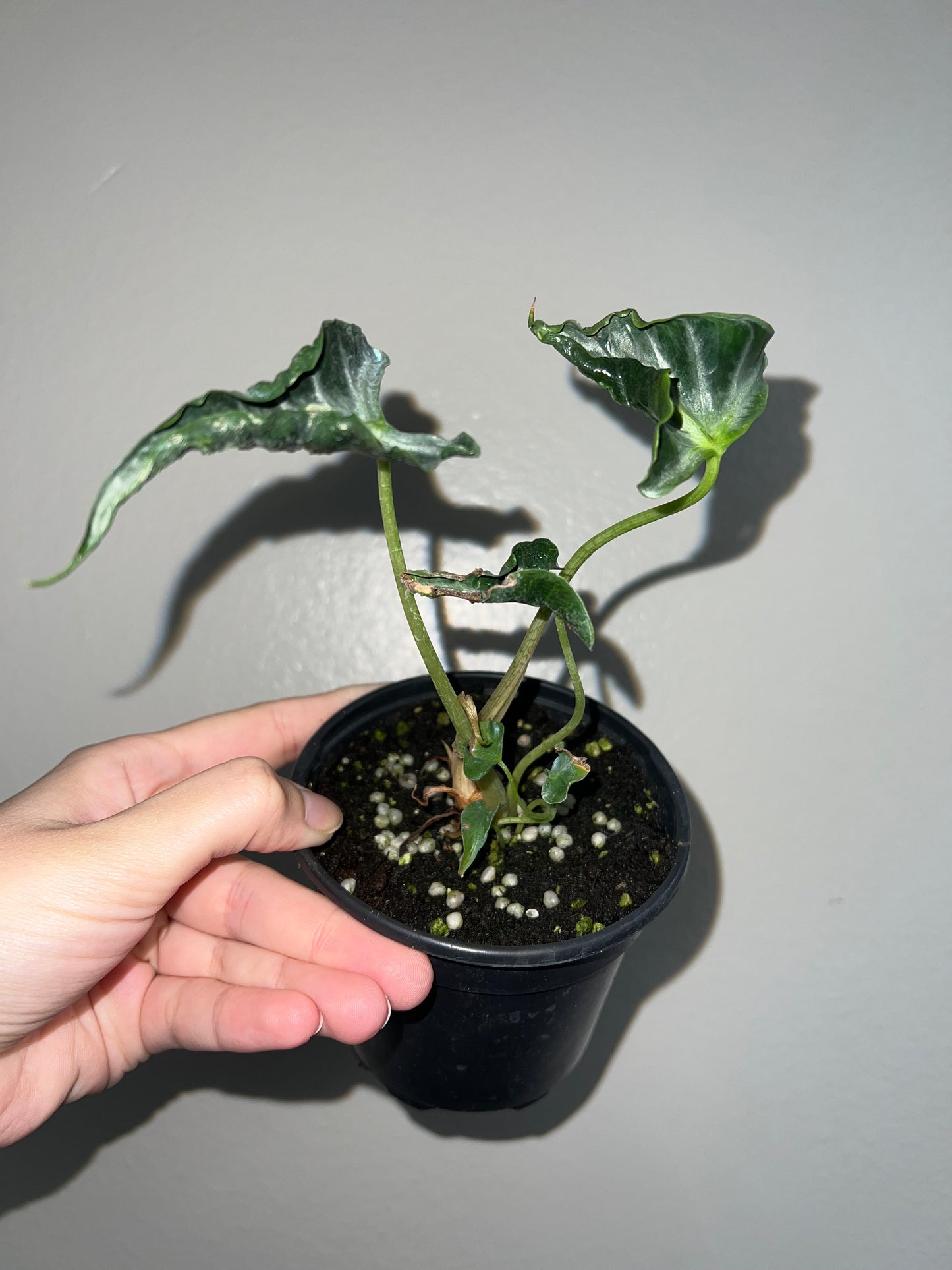 4” Alocasia Loco