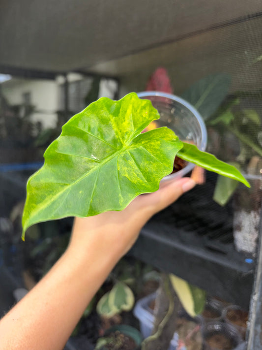 4” Alocasia Low Rider Aurea