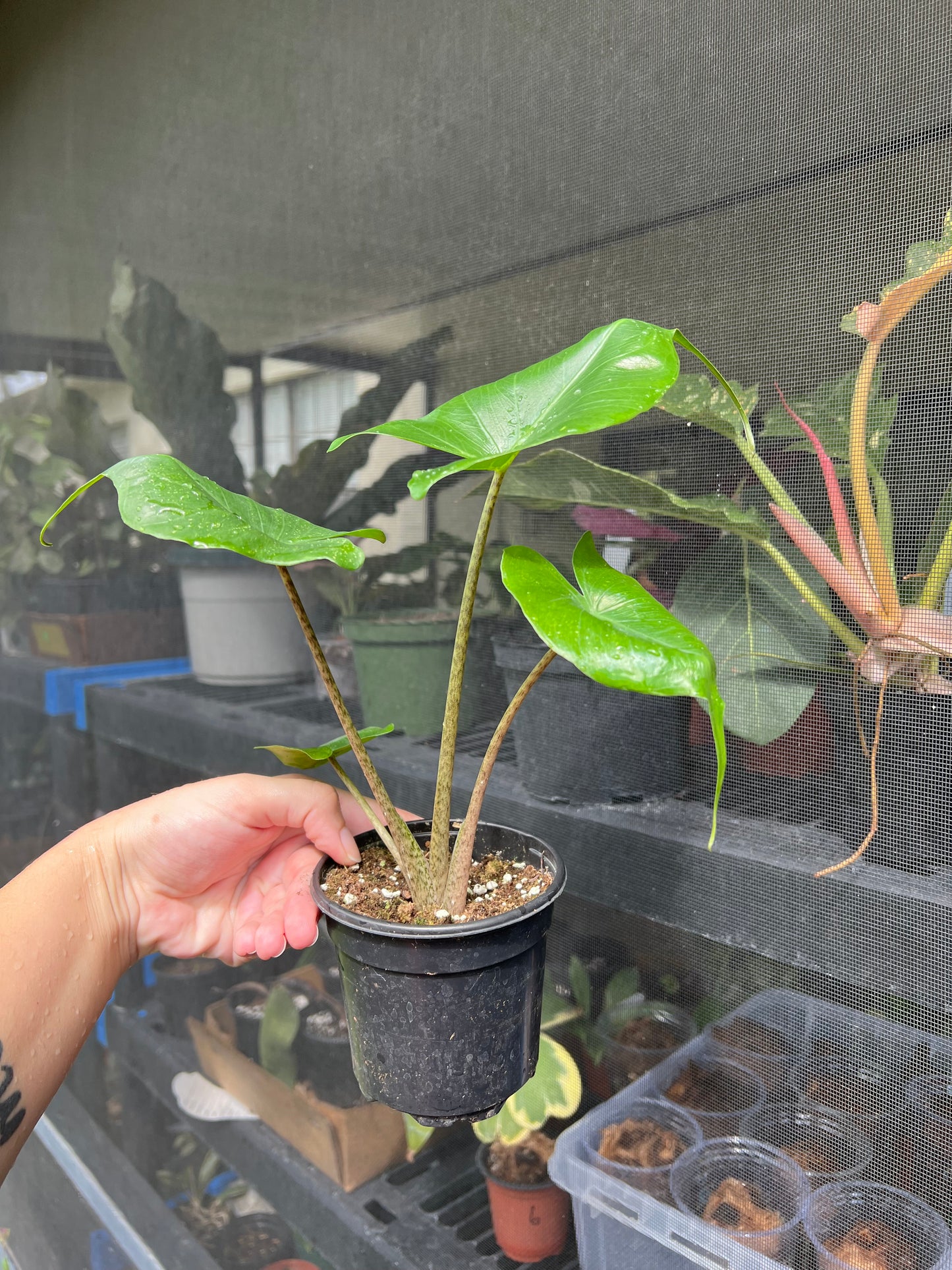 4” Alocasia Stingray