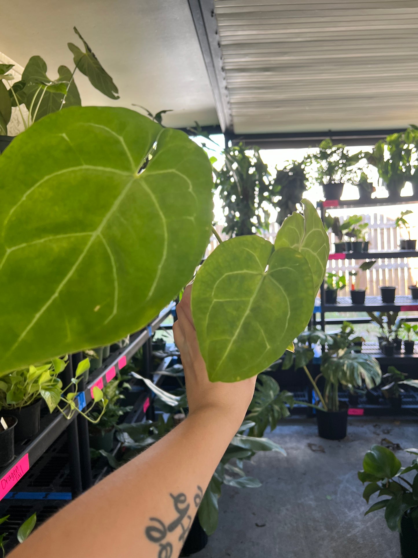 4” Anthurium Crystallinum