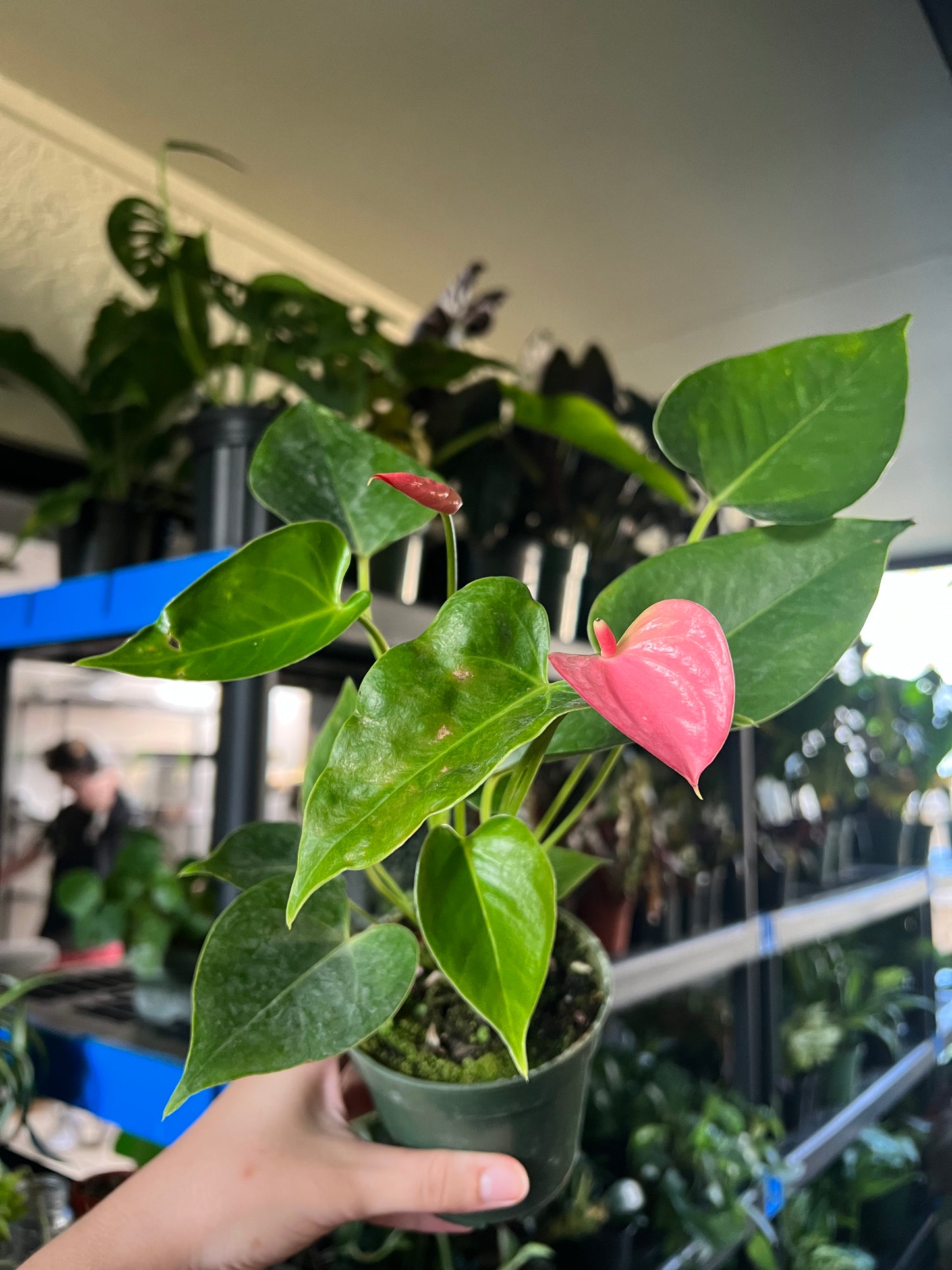 4” Anthurium Royal Pink Champion