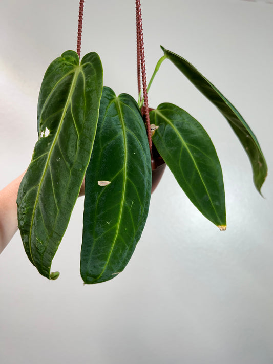 4” Anthurium Warocqueanum