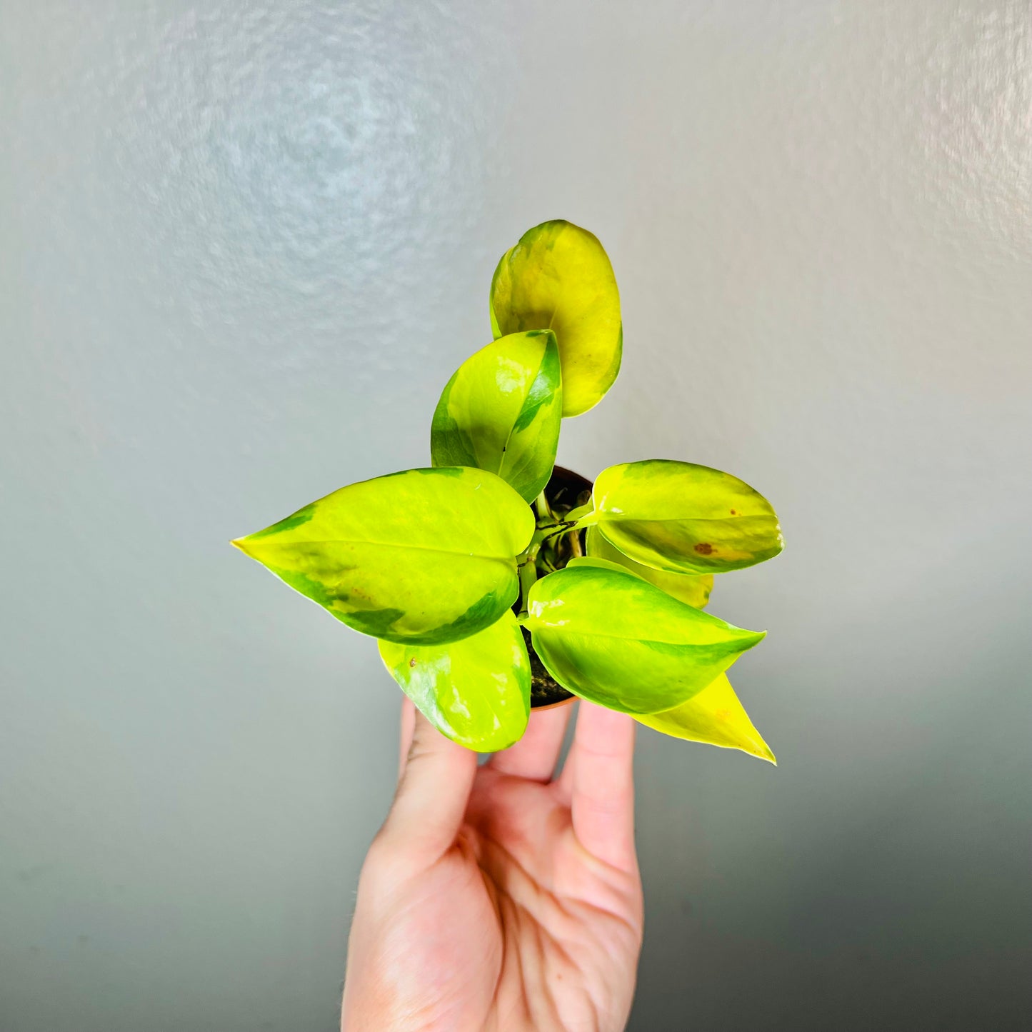 3” Neon Global Pothos