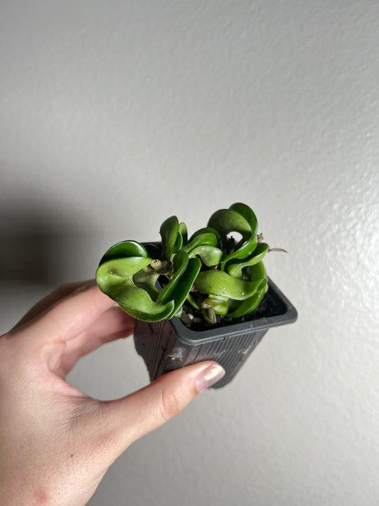 3” Hoya Carnosa Compacta (Hindu Rope)