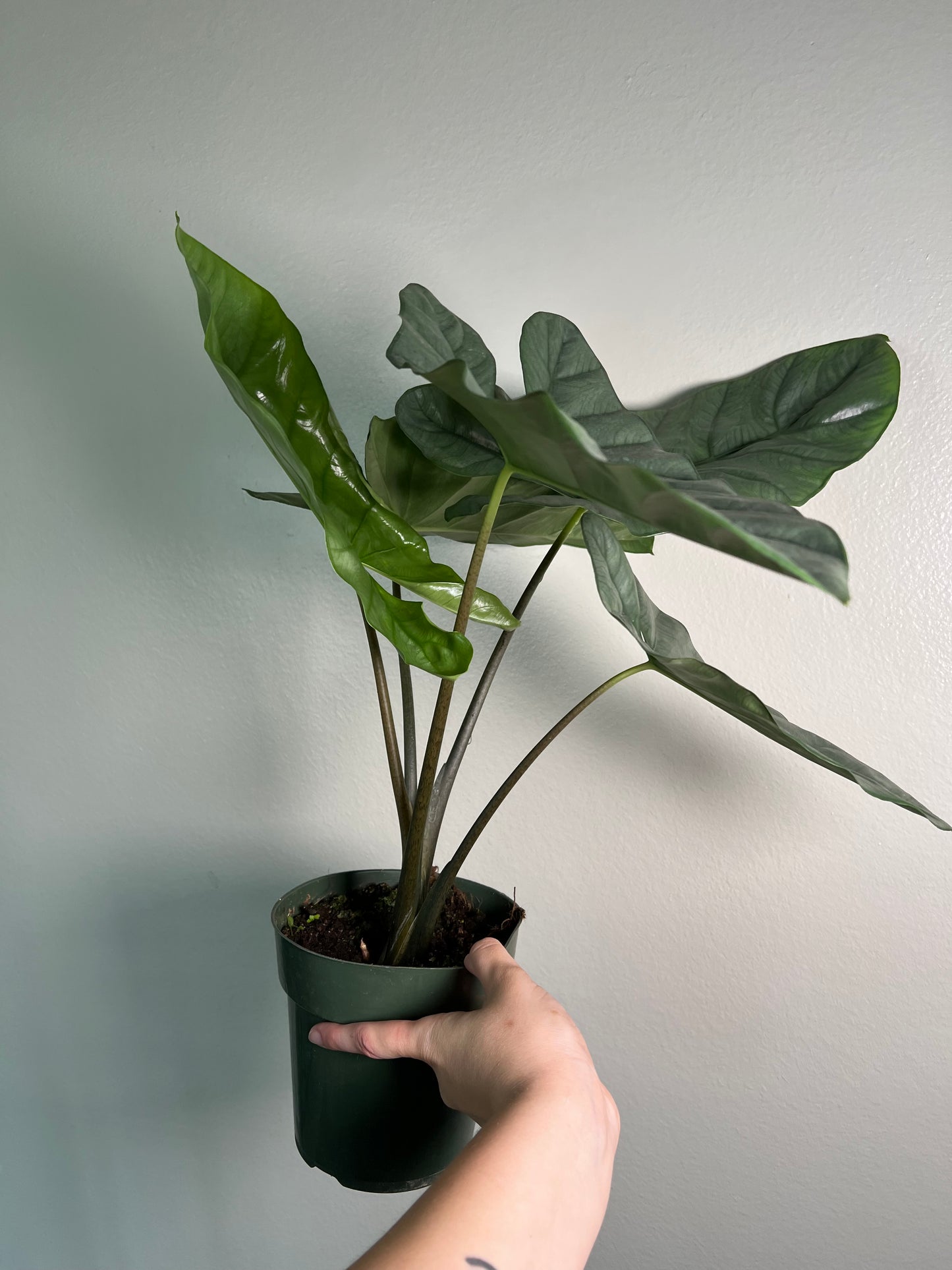 6” Alocasia Corazon