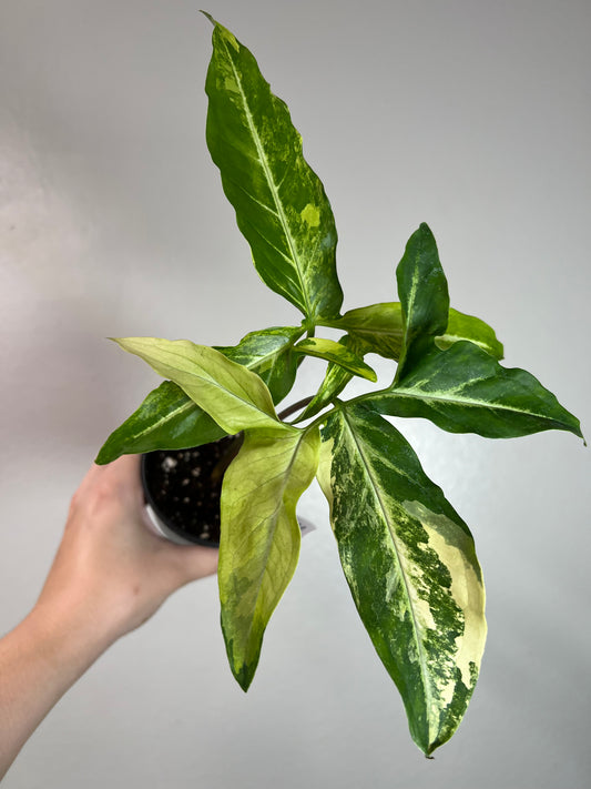 4” Syngonium Augustatum Variegated