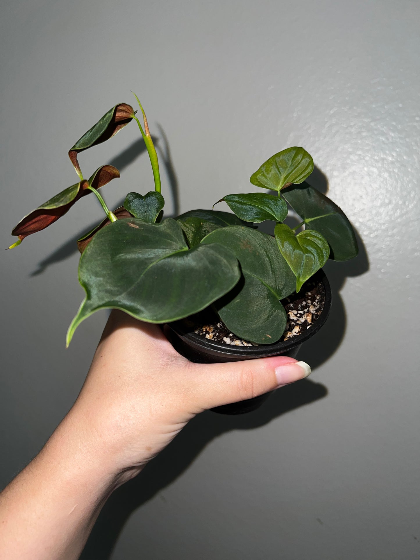 4” Philodendron Lupinum Starter
