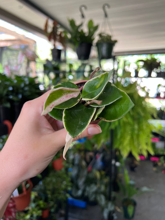 2” Hoya Carnosa Krimson Queen