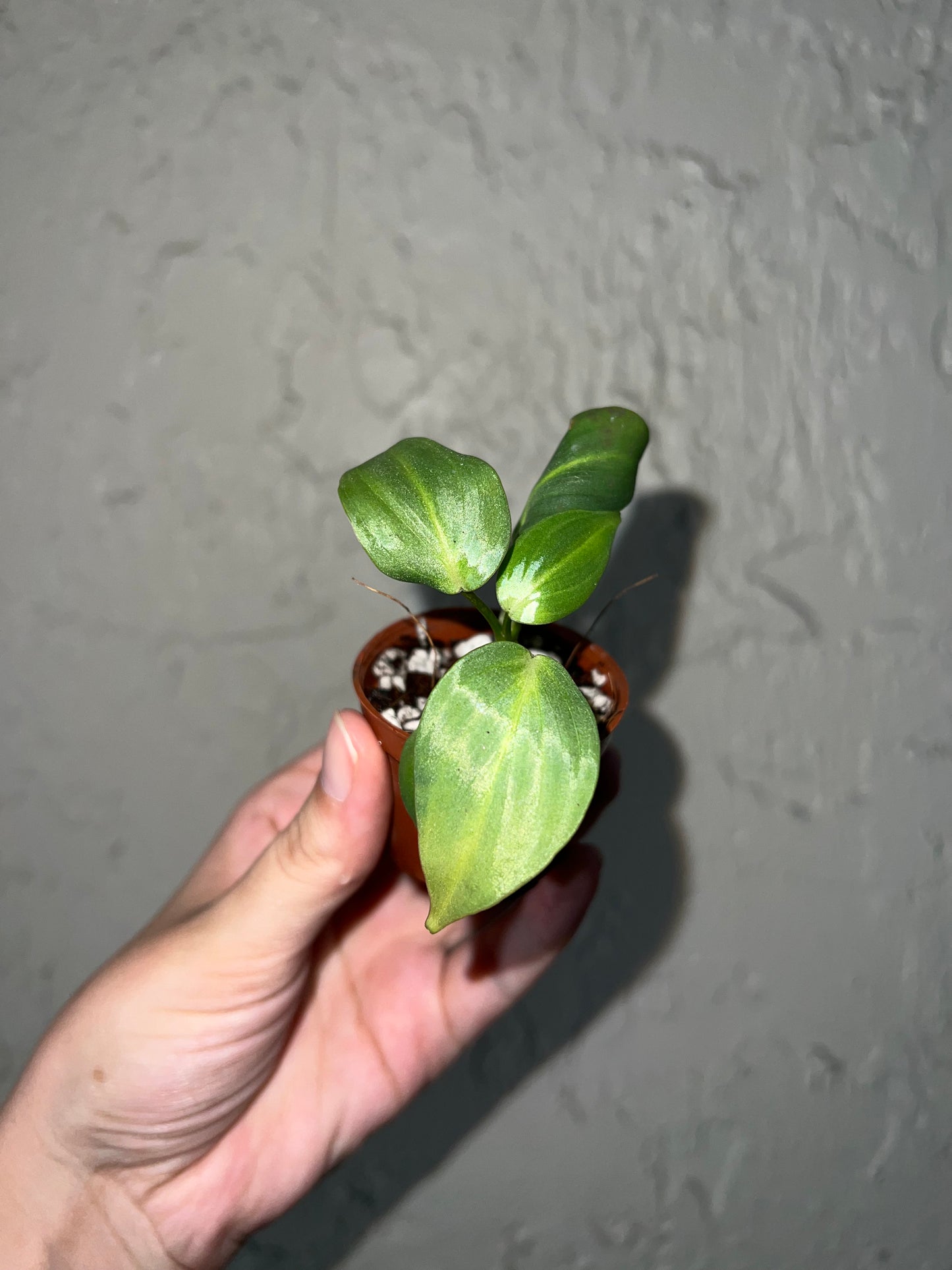 2" Philodendron Gloriosum