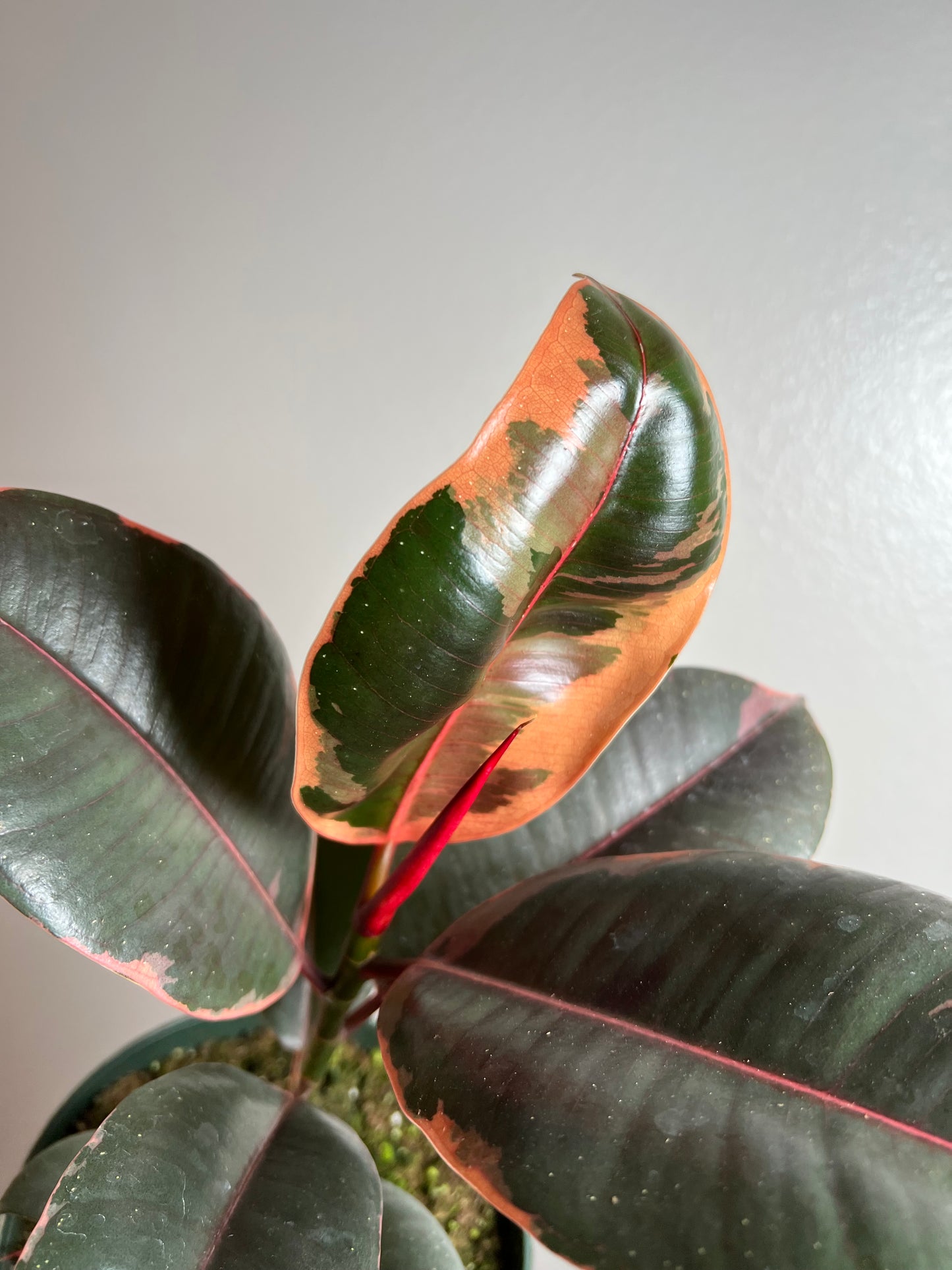 6” Ficus Ruby