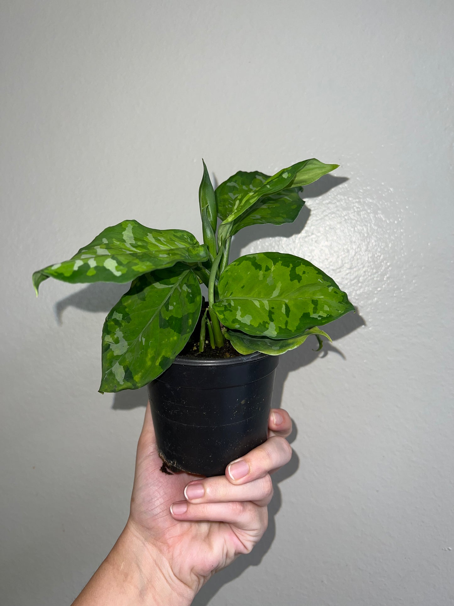 4” Aglaonema Pictum Tricolor