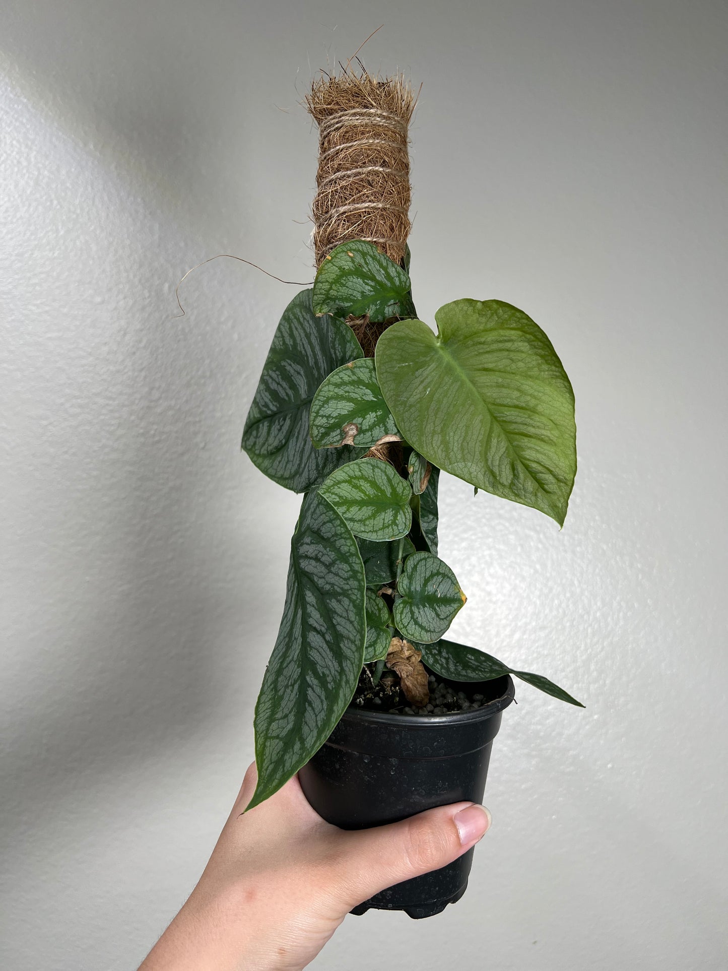 4” Monstera Dubia