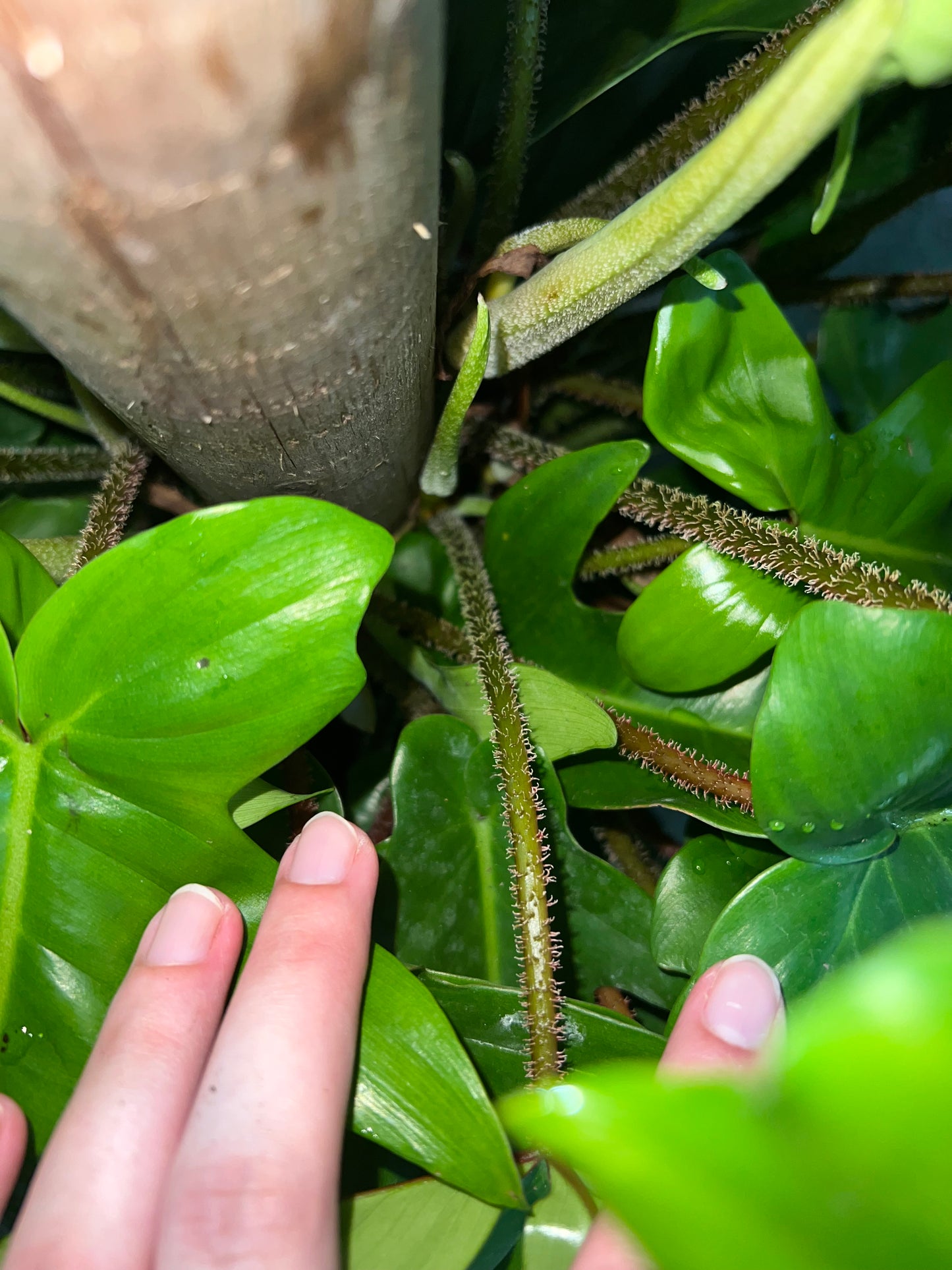 8” Philodendron Squamiferum Totem