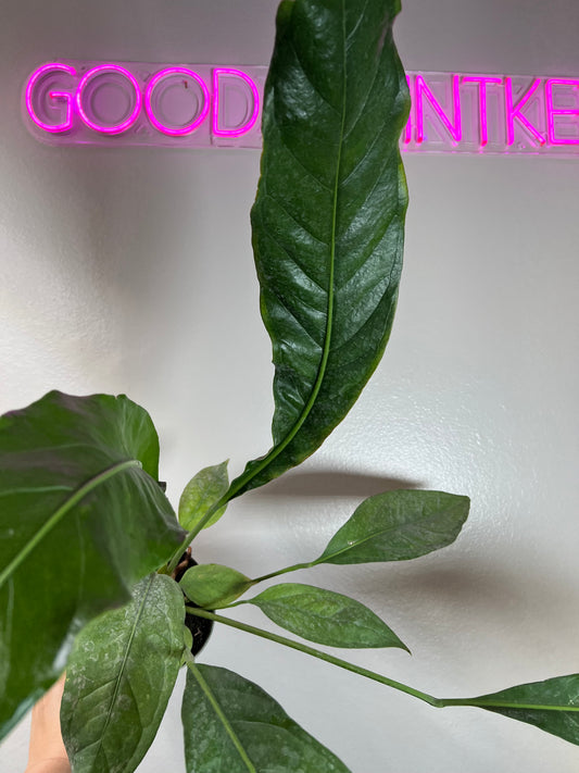 6" Anthurium Big Bill