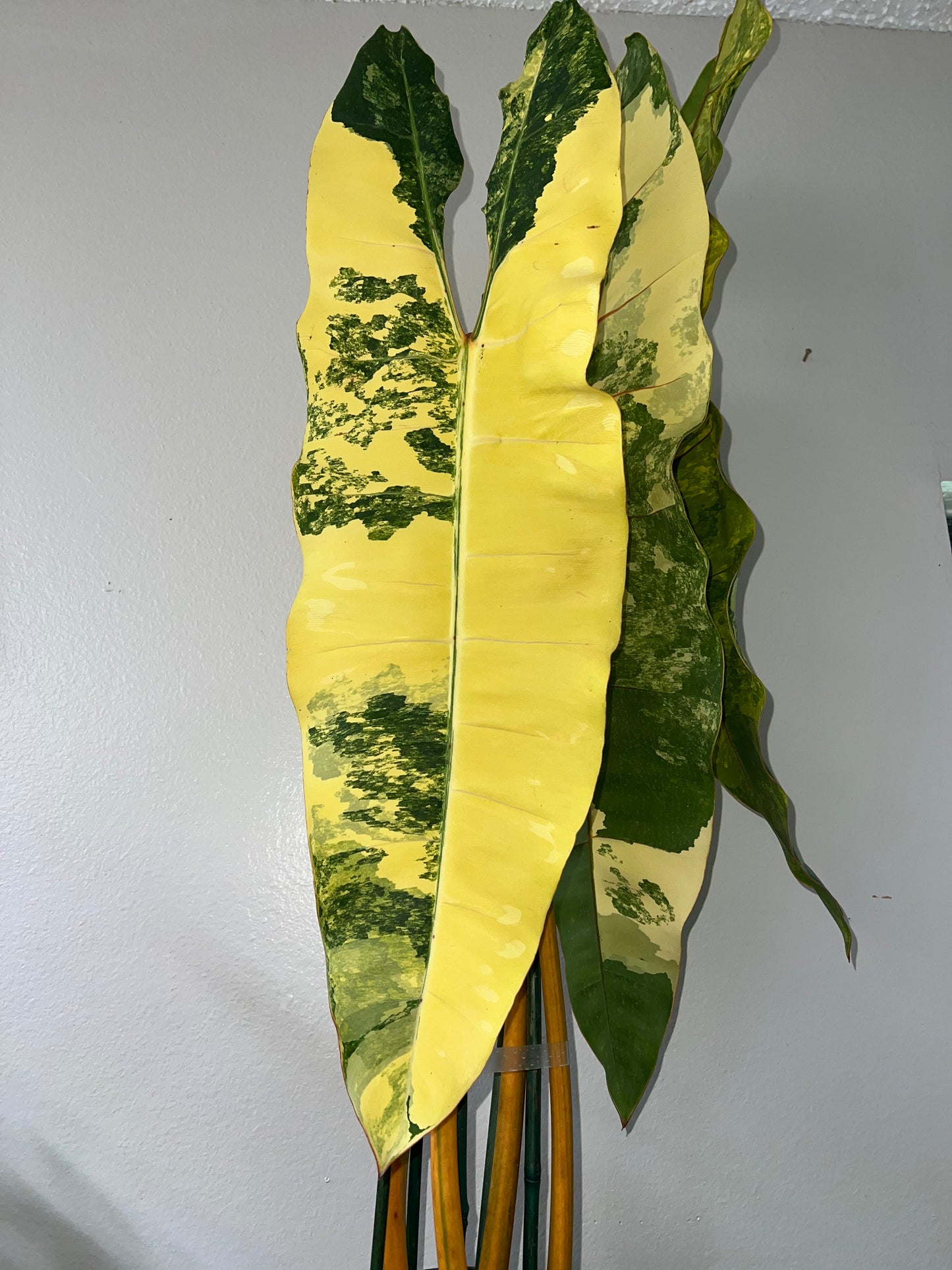 XL Philodendron Billietiae Variegata