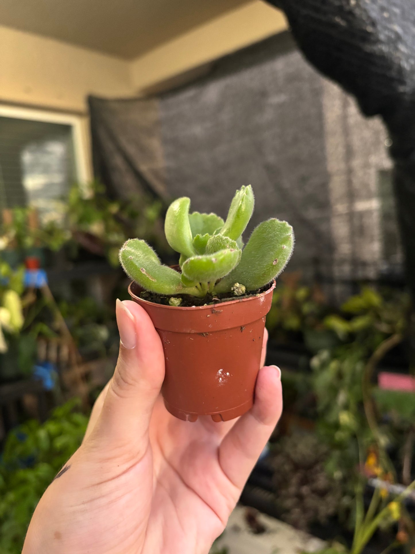 2” Bearpaw Succulent