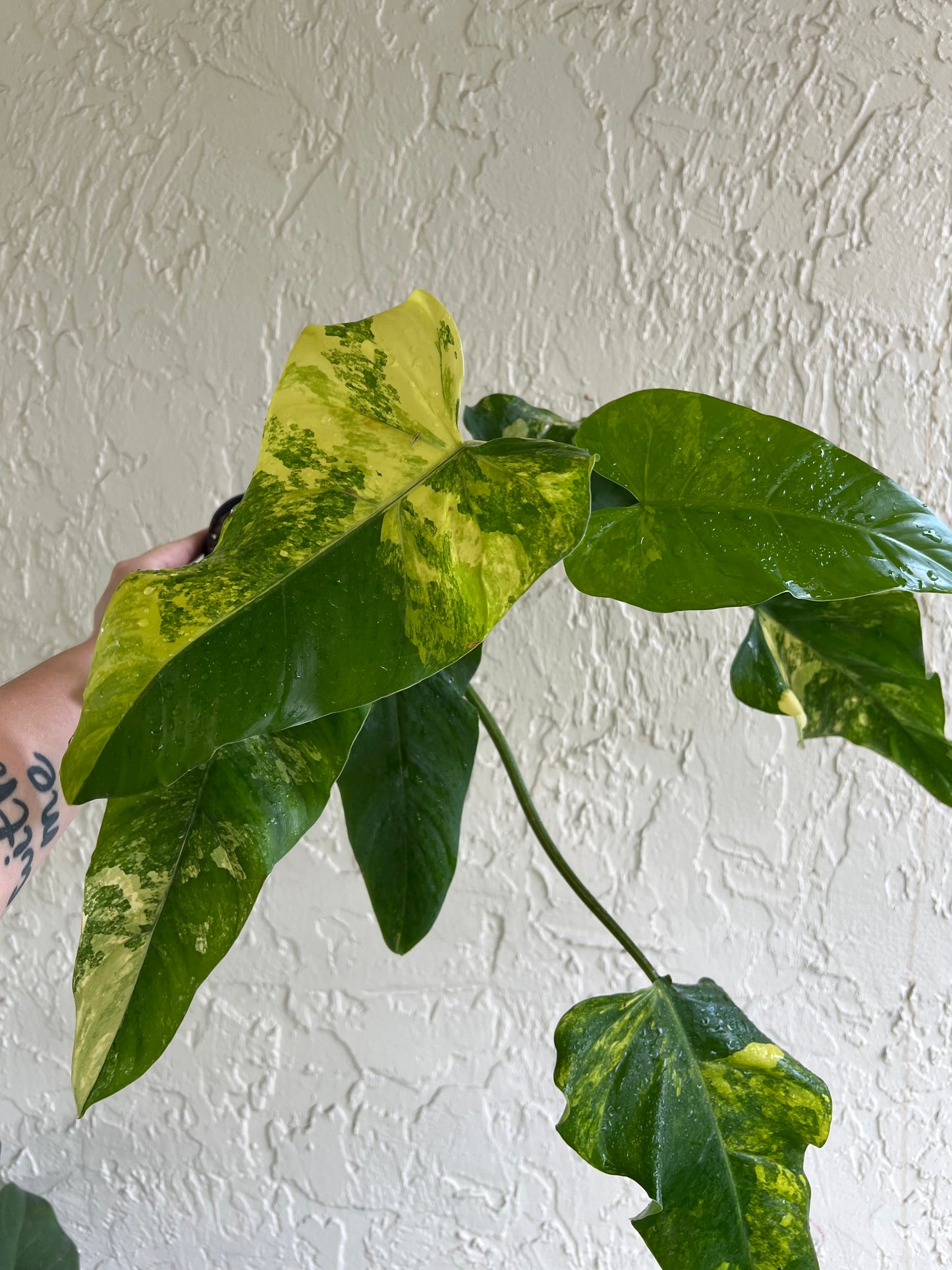 4” Philodendron Domesticum (A)