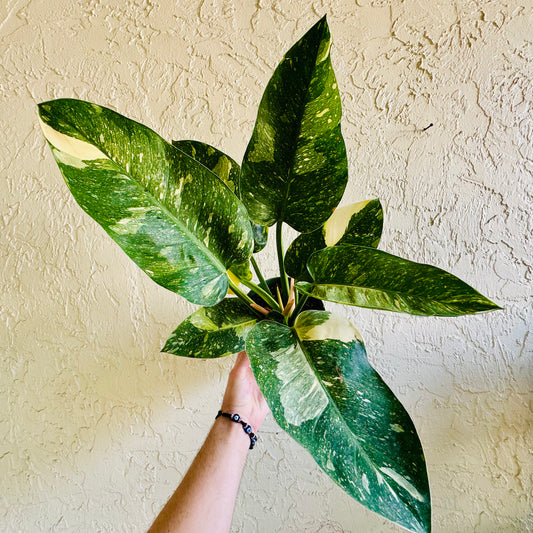 6” Philodendron Green Congo Nuclear