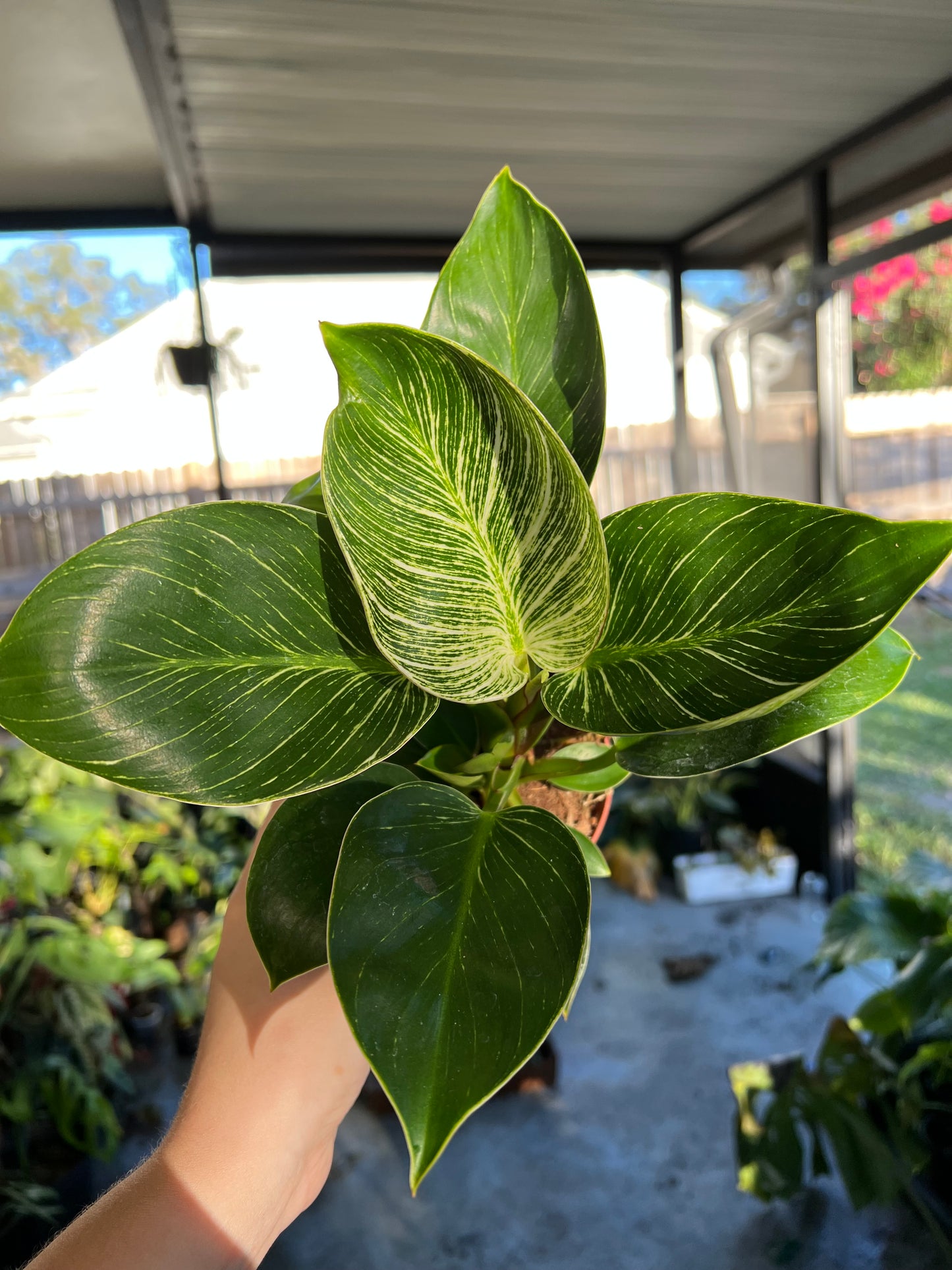 4” Philodendron Birkin