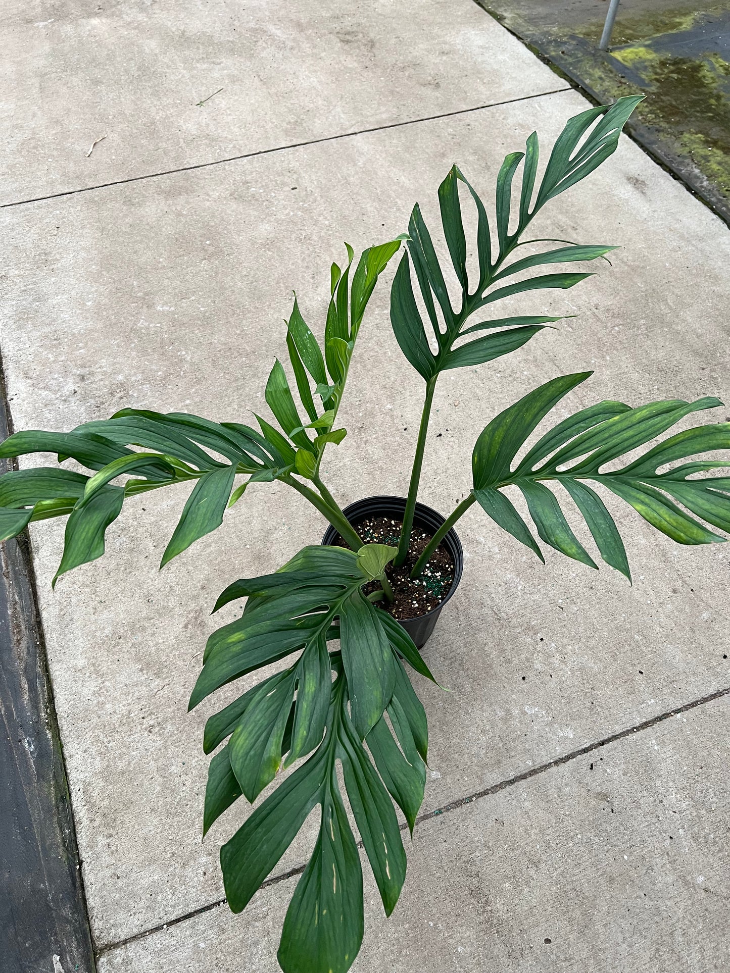 8” Monstera Pinnatipartita