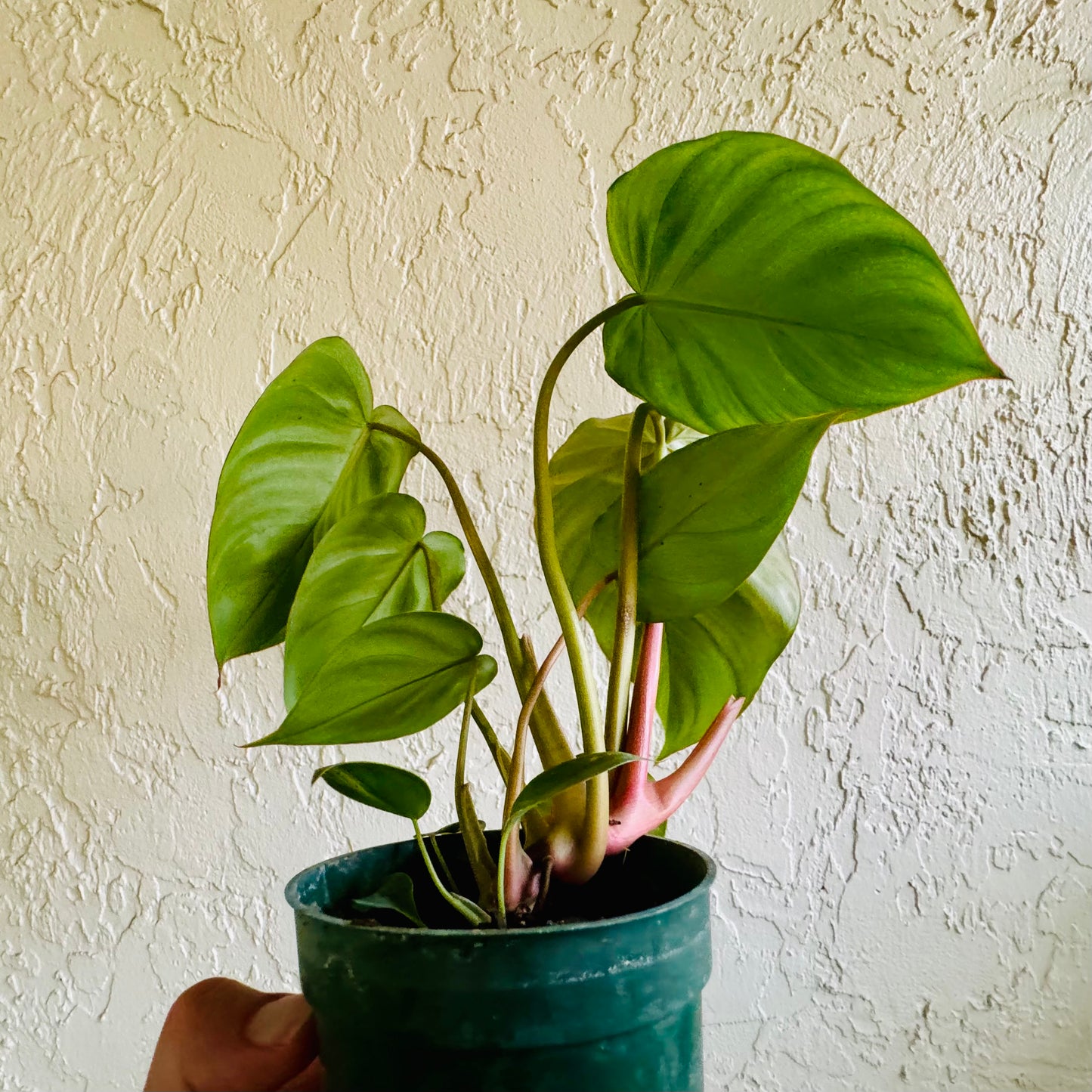 4” Philodendron Pastazanum X Billie