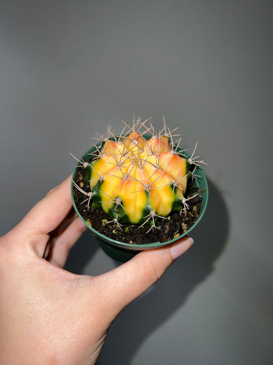 4” Gymno Neon Cactus