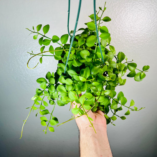 6” Dischidia Oiantha Hanging Basket