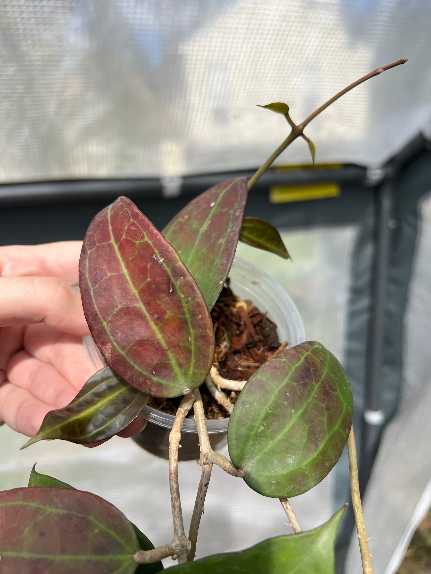 4” Hoya SP WMZ