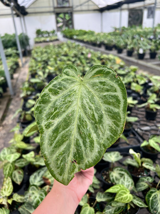 4” Anthurium Silver Blush Mint