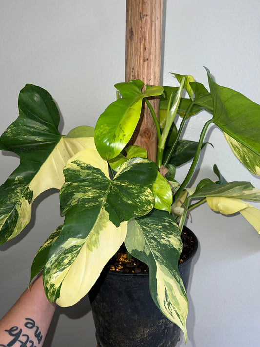 8” Philodendron Bipennifolium Variegated(Violin)