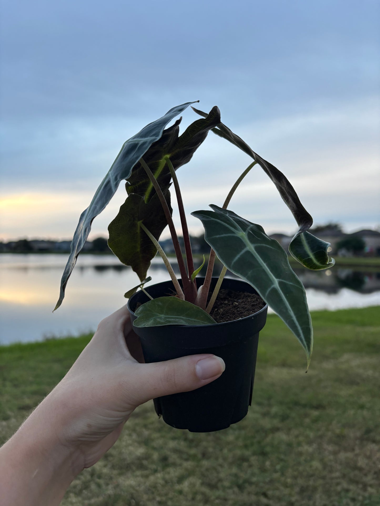 4” Alocasia Polly