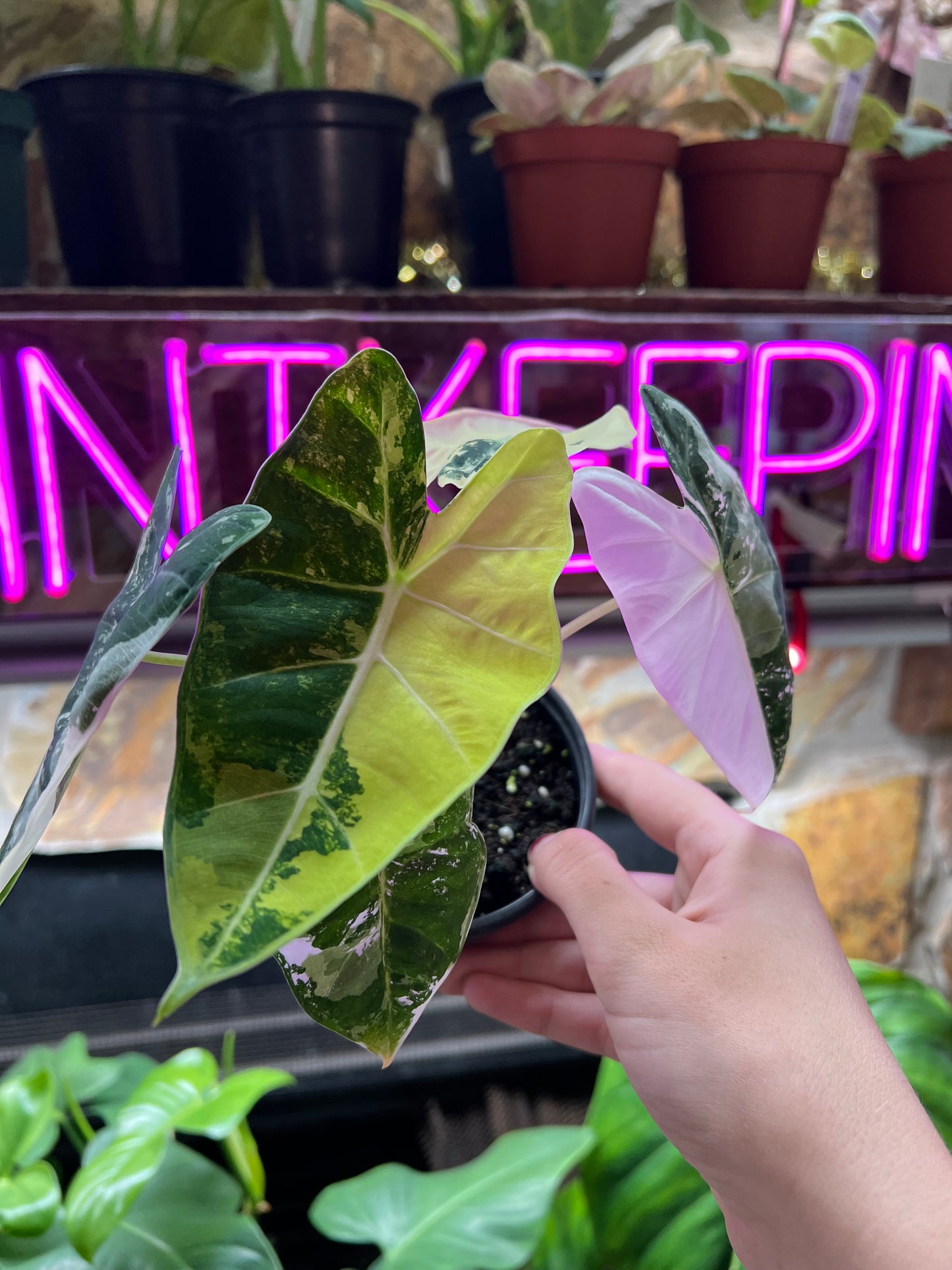 4” Variegated Alocasia Frydek