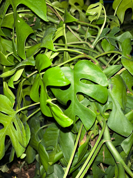 CUTTING: Rhapidophora Tetrasperma (Mini Monstera)