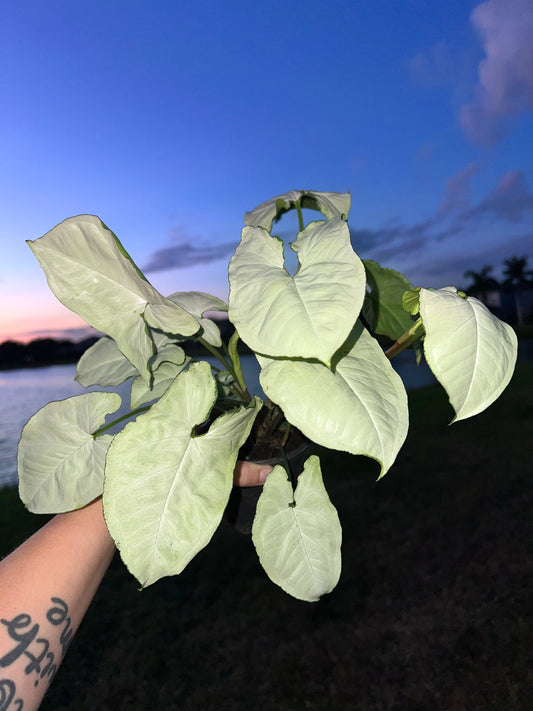 4” Syngonium Marble