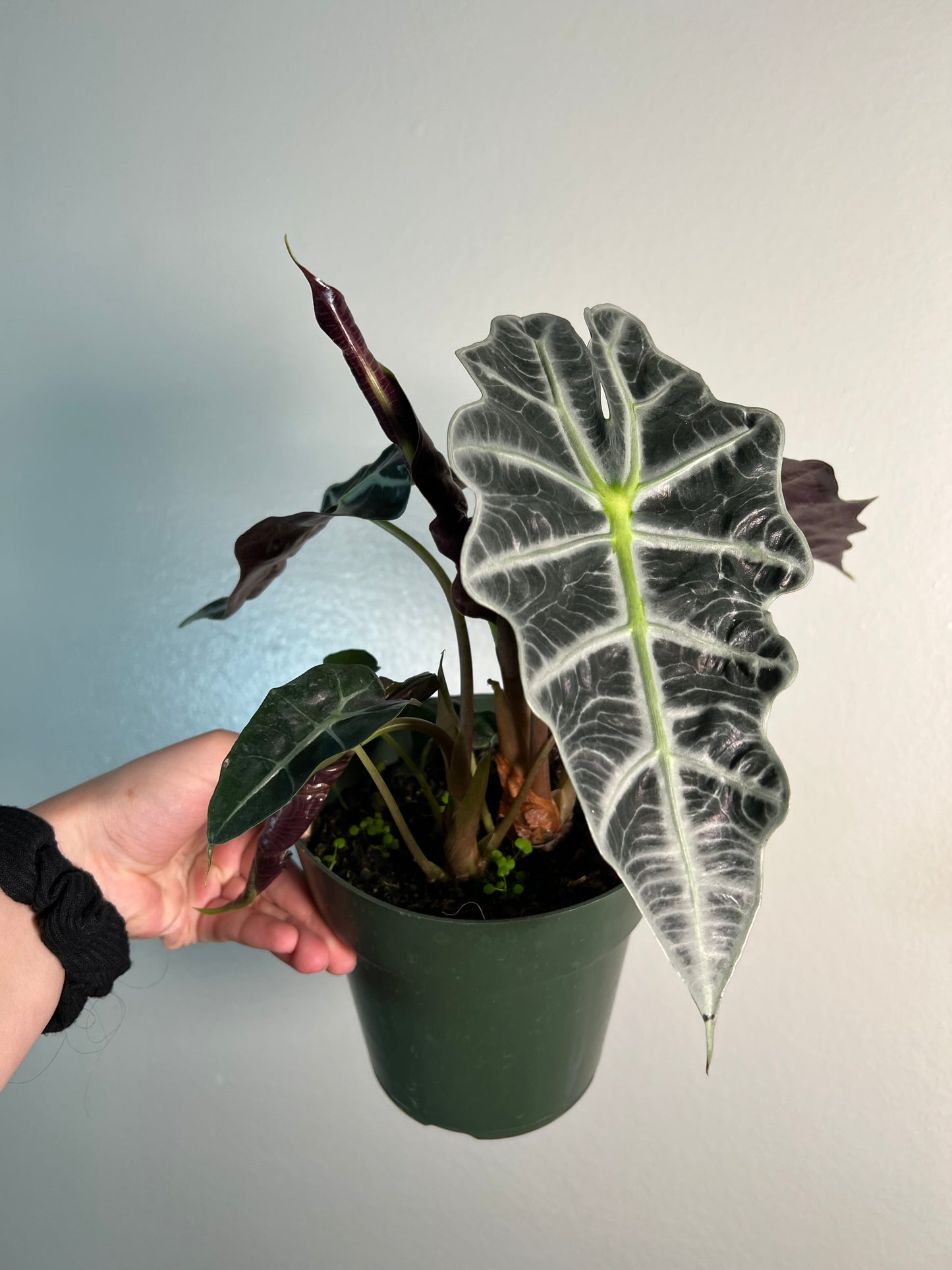 6” Alocasia Polly