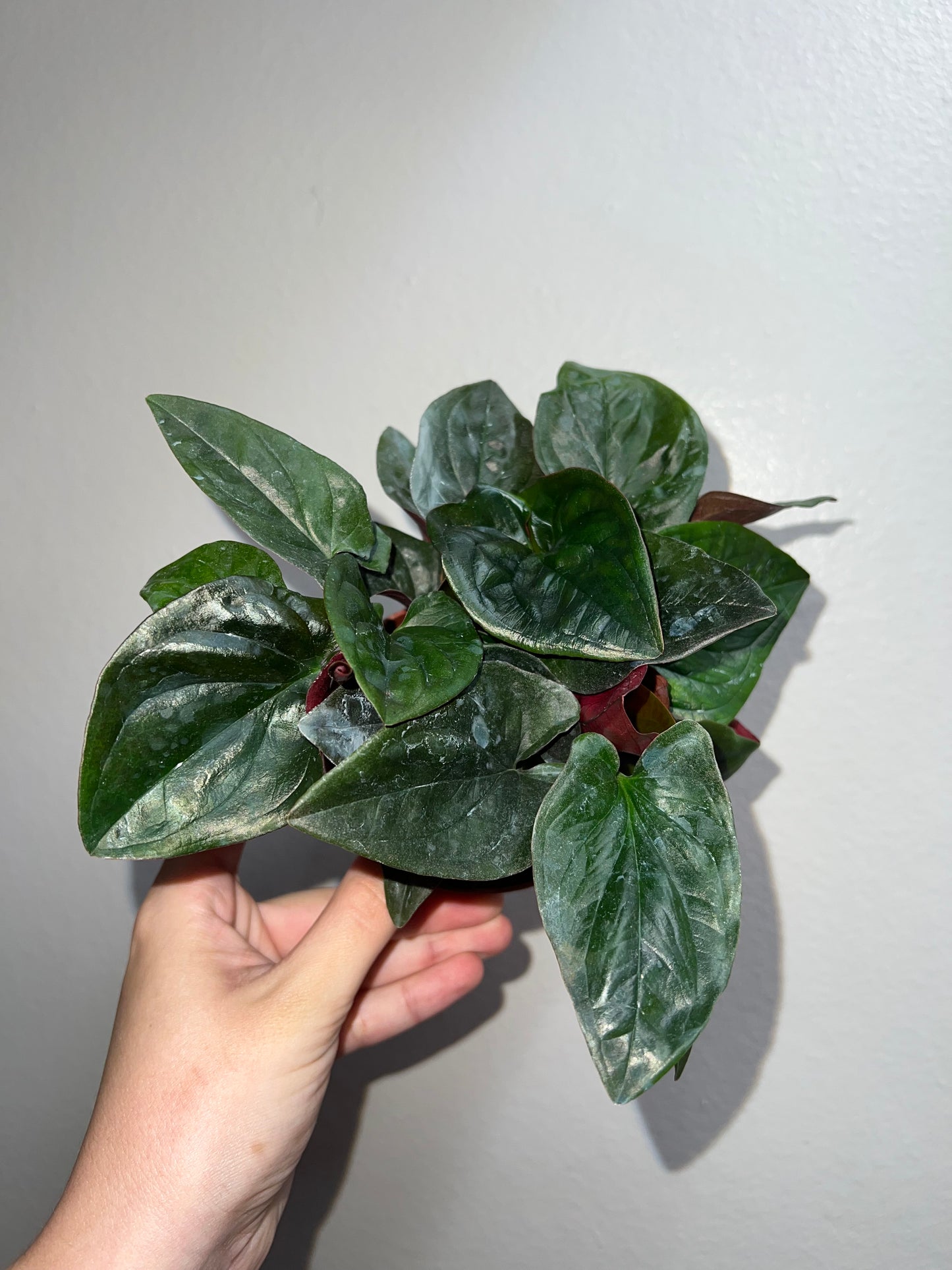 4” Syngonium Red Arrow